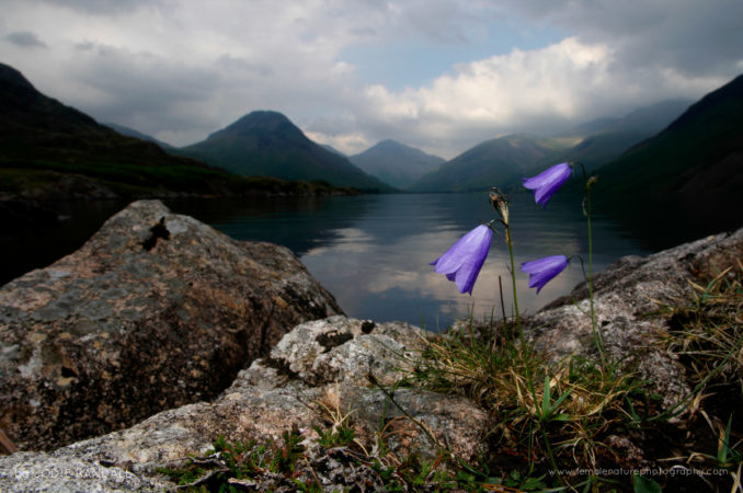 Harebells
