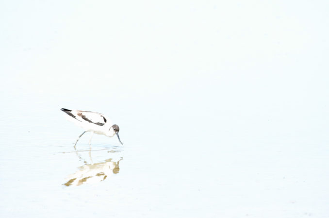 Avocet