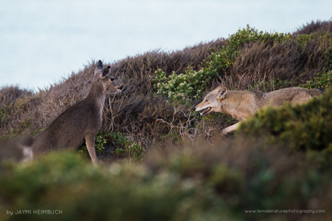 Jaymi-Heimbuch-FNP-10