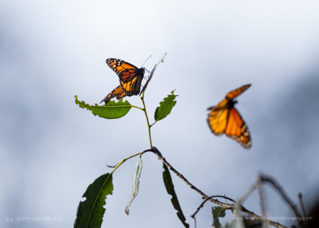 Jaymi-Heimbuch-FNP-7