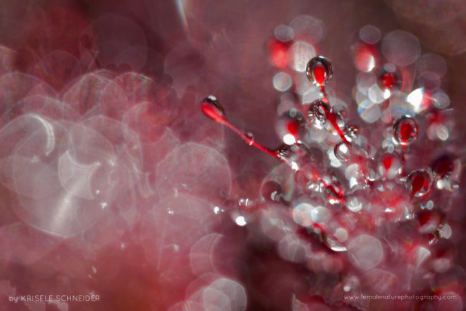Drosera rotundifolia,the round-leaved sundew