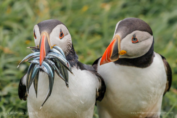 Brother, would you share some of that fish?