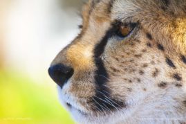 Kaisa-Lappalainen-FNP-2