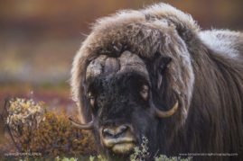 Kaisa-Lappalainen-FNP-5