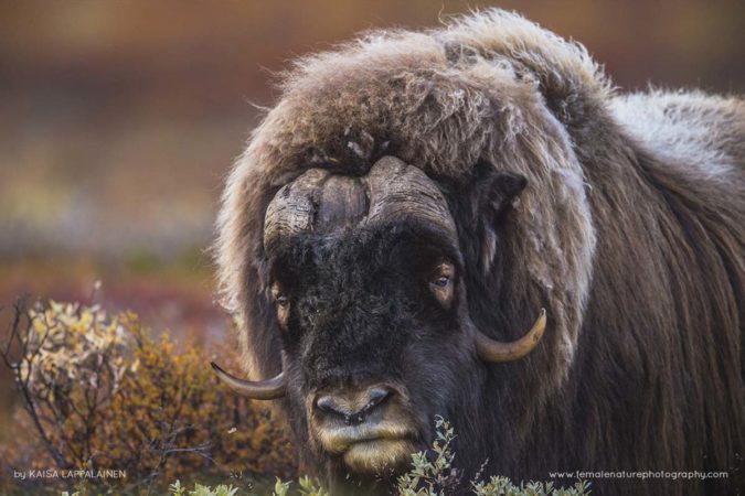 Kaisa-Lappalainen-FNP-5