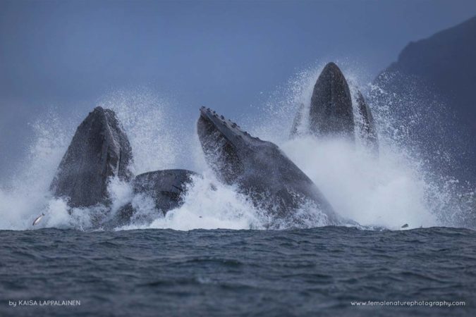 Kaisa-Lappalainen-FNP-7