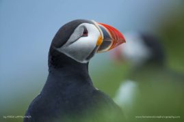 Kaisa-Lappalainen-FNP-8