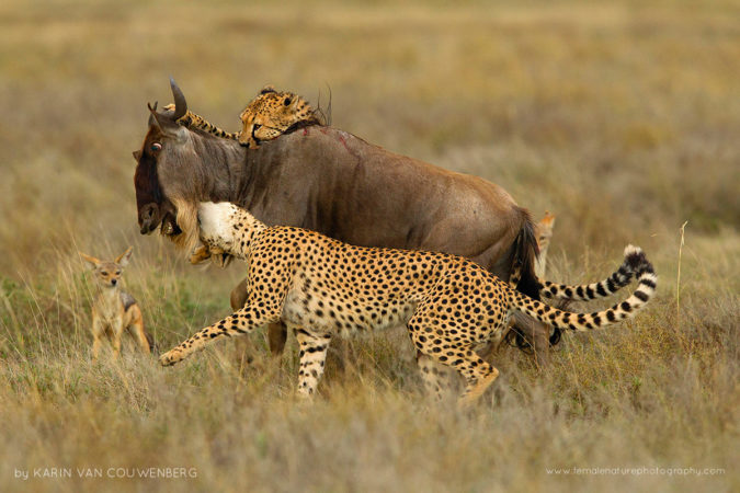 Two Cheetah killing a Wildebeest
