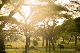 Kerry-de-Bruyn-FNP-10