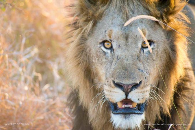 Kerry-de-Bruyn-FNP-12