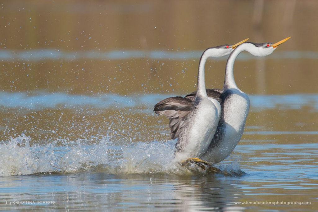 Krisztina-Scheeff-FNP-6