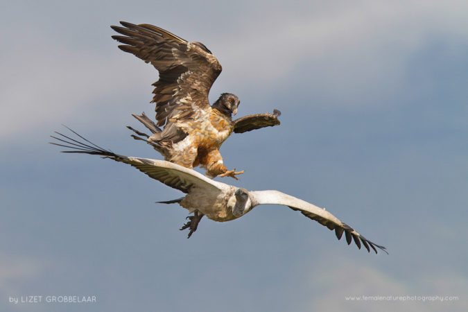 Immature Bearded Vulture