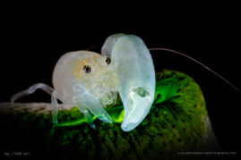 Bright Snapping Shrimp