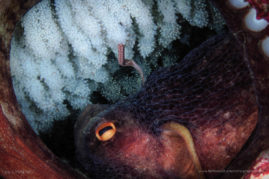 Octopus Cares for Her Eggs