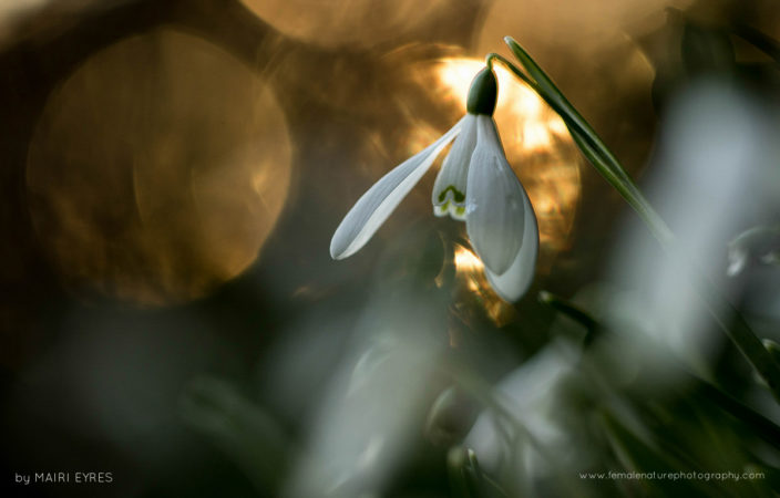 Snowdrop at sunset