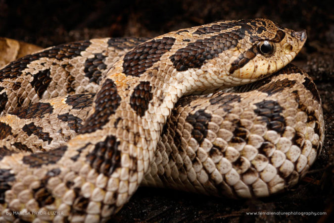 Maresa-Pryor-Luzier-FNP-1