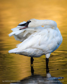 Maresa-Pryor-Luzier-FNP-14