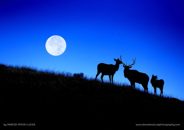 Maresa-Pryor-Luzier-FNP-7