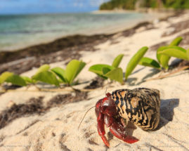 Maresa-Pryor-Luzier-FNP-8