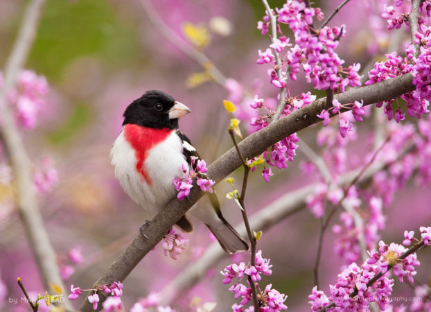 Rose-breasted Grosbeak