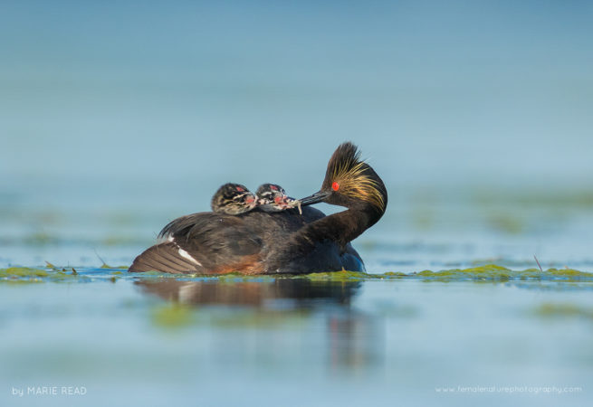 Eared Grebe Family