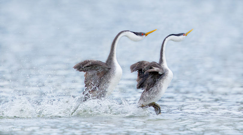 Western Grebe courtship