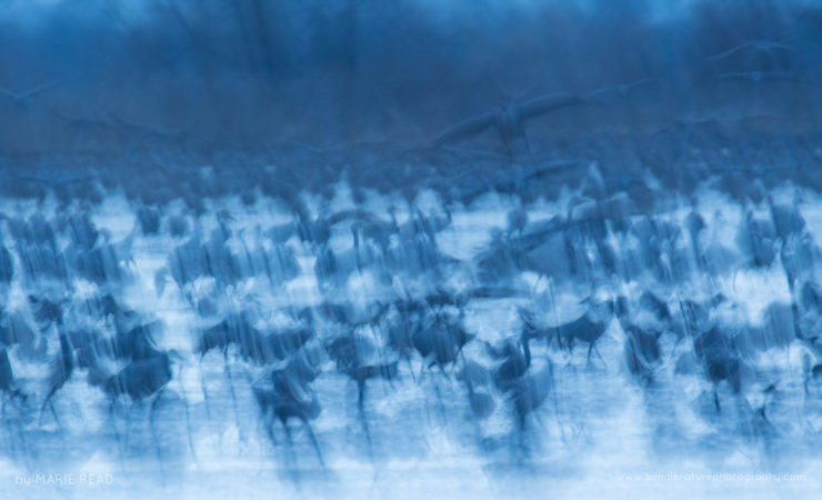 Sandhill Cranes abstract