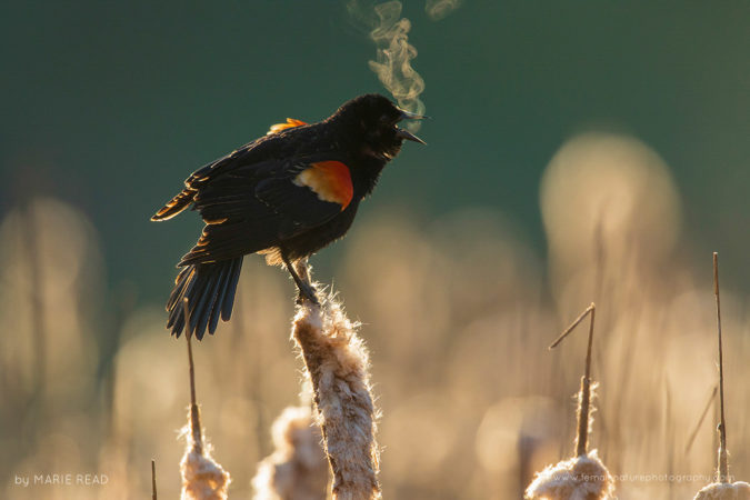 Backlit Red-winged Blackbird