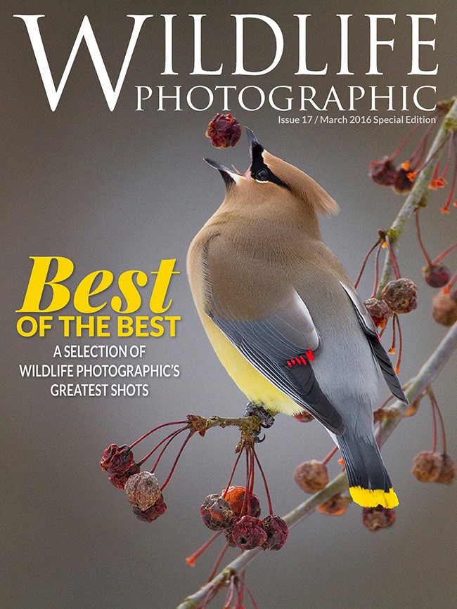 Marie-Read-cover-image