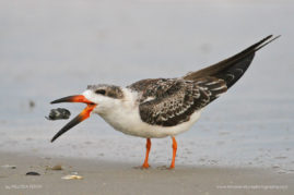 Melissa-Penta-FNP-10