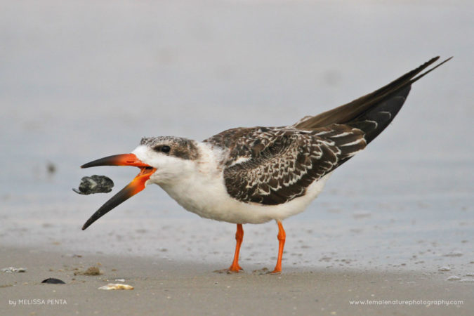 Melissa-Penta-FNP-10