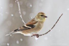 Melissa-Penta-FNP-13