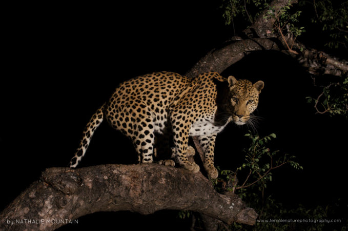 Leopard at Night - Perfectly framed on the tree branch this beautiful leopard stopped briefly and looked straight at us