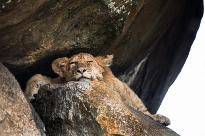 Grumpy Lion Cub -Wedged in the rocks in the shade this lion cub found a cool spot to escape the heat