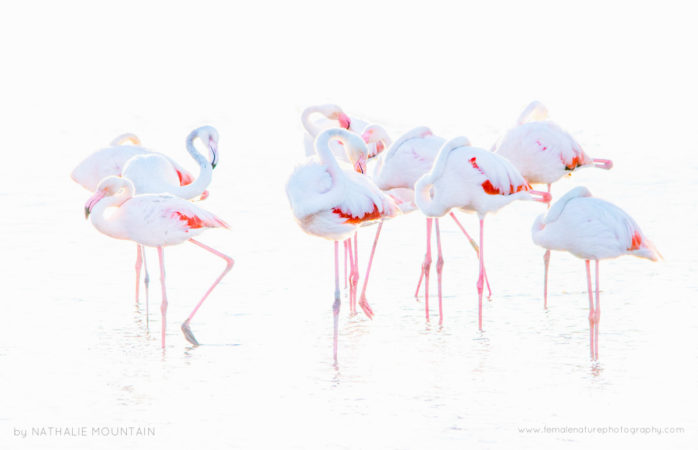 Flamingos - Colourful flamingos resting
