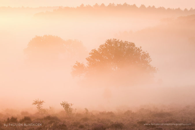 Morning glow - September mornings can be amazing with low fog, Posbank, the Netherlands