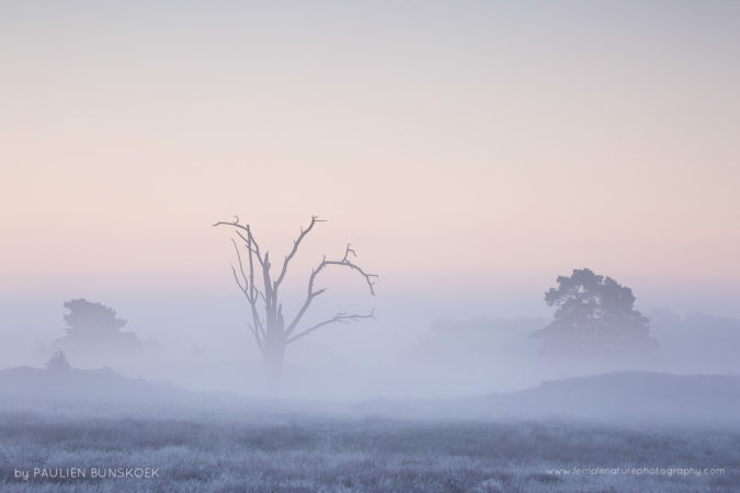 The dead tree - A dead tree rises from the fog, Veluwe, the Netherlands