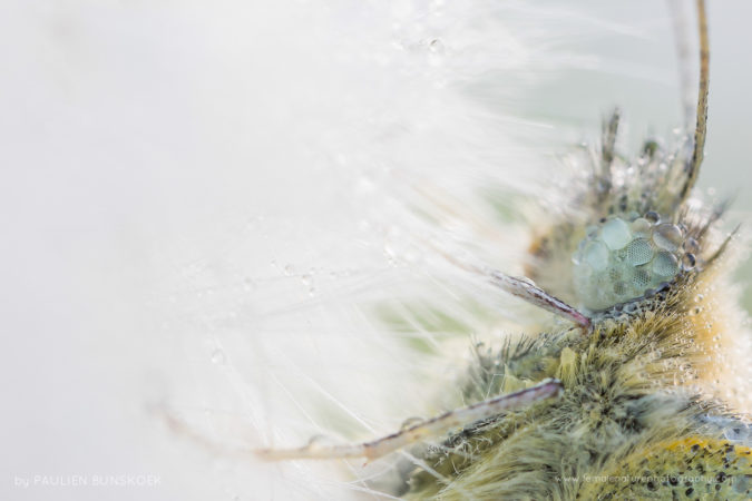 Eyedrops - A small white covered in dewdrops, eastern part of the Netherlands
