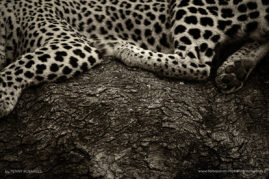 Penny-Robartes-FNP-1