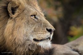 Penny-Robartes-FNP-11