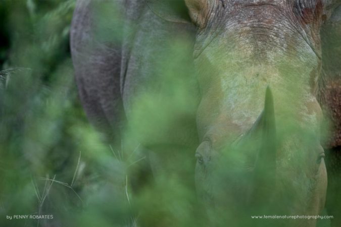 Penny-Robartes-FNP-2