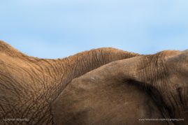 Penny-Robartes-FNP-5