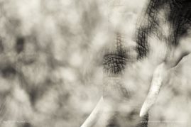 Penny-Robartes-FNP-7