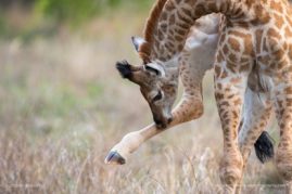 Penny-Robartes-FNP-8