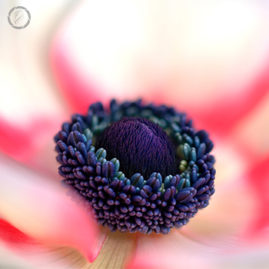 Portfolio carousel 51