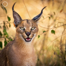 Portfolio carousel 56