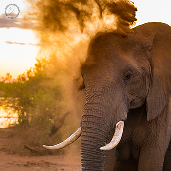 Portfolio carousel 57