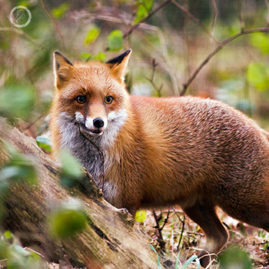 FNP Portfolio carousel 58