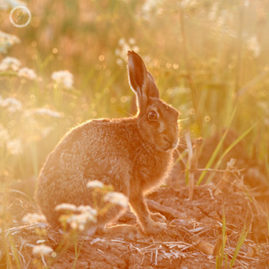 FNP Portfolio carousel 59