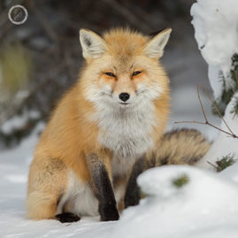 FNP Portfolio carousel 59